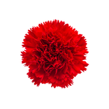 Carnation