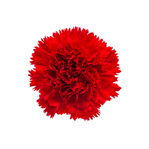 Carnation
