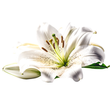 Casablanca Lily