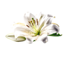 Casablanca Lily