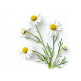 Chamomile