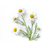 Chamomile