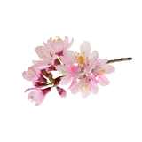 Cherry Blossom