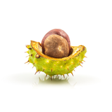 Chestnut