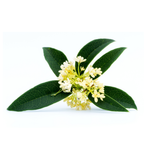 Chinese Osmanthus