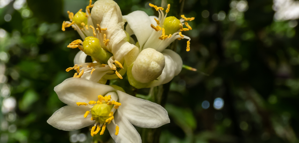 Chypre Floral fragrance family