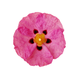 Cistus Incanus