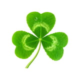Clover