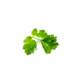 Coriander