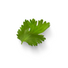 Green Coriander