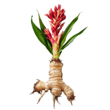 Costus