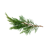 Cypress