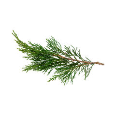 Cypress