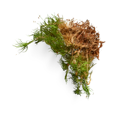Cypriol Oil Or Nagarmotha
