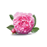 Damask Rose