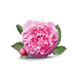 Damask Rose