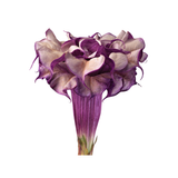 Datura