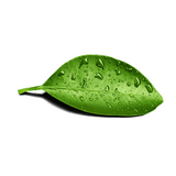 Dew Drop