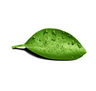 Dew Drop