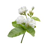 Egyptian Jasmine
