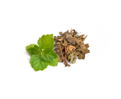 Indonesian Patchouli Leaf