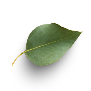 Eucalyptus