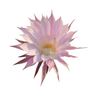 Exotic Floral notes