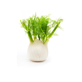 Fennel