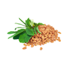 Fenugreek