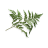 Fern