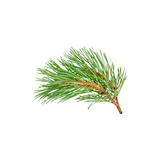 Fir Resin