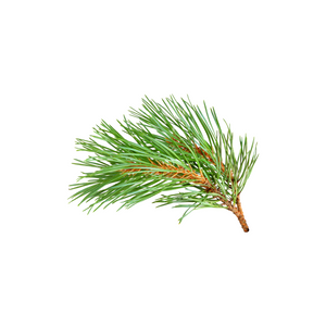 Fir Resin
