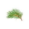 Fir Resin