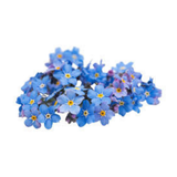 Forget Me Not