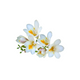 Freesia