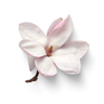 French labdanum