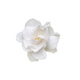 Gardenia