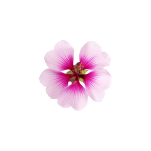 Geranium