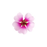 Geranium