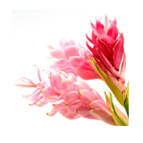 Ginger Flower