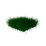 Grass