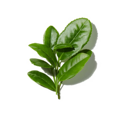 Green Leaves