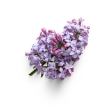 Green Lilac