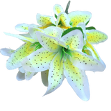 Green Lily