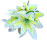 Green Lily