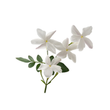 Hedione
