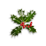 Holly