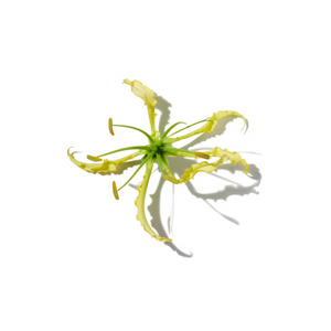 Honeysuckle