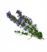 Hyssop