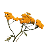 Immortelle